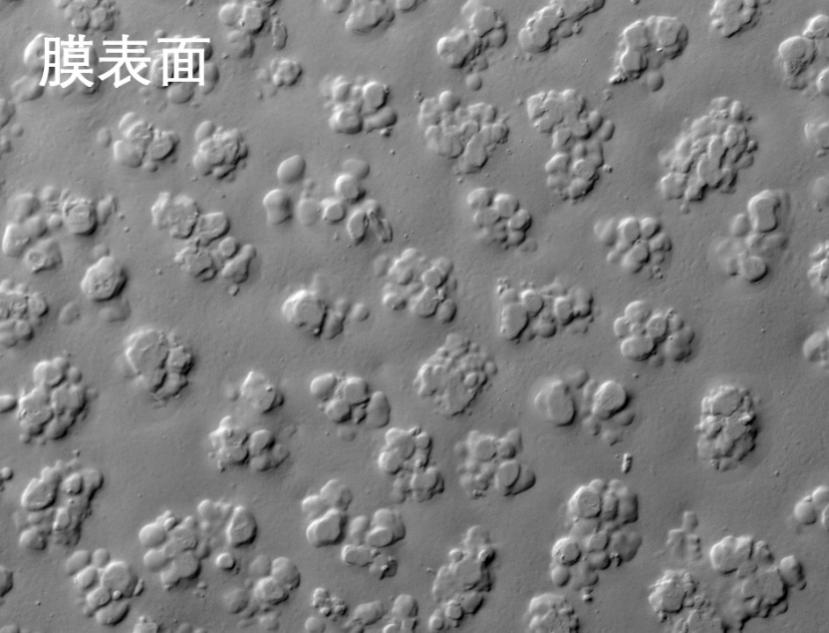 绿巨人黑科技APP烧结管式膜电镜照片